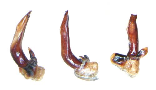 Harpalus affinis